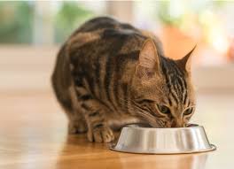 How to calculate calories for weight gain. Tips For Finding The Best Cat Food For Weight Gain Petmd