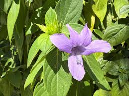 Image result for Barleria cristata