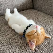 Maybe you would like to learn more about one of these? This Is Chata The Tiny Kitten That Sleeps Like A Human And Is Taking Instagram By Storm