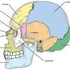 Tulang penyusun rangka tengkorak kepala (neurocranium) terdiri atas: 1
