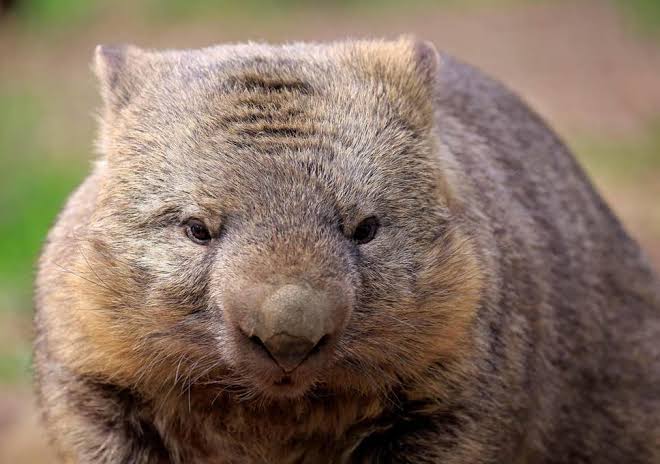 Mga resulta ng larawan para sa wombats"