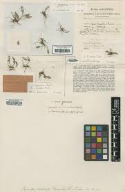 Image result for Monothecium glandulosum