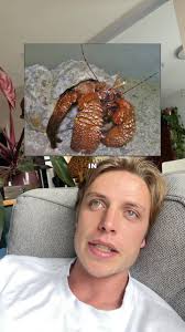 Answering a question from my TikTok page! How big do hermit crabs get? 🐚  🦀 , #wildlife #nature #newzealand #hermitcrab