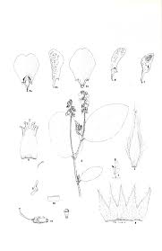 Image result for Eriosema cordatum