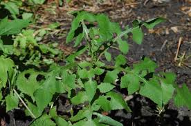 Image result for Lactuca ugandensis