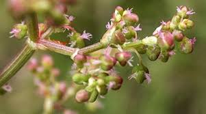 Image result for Rumex sagittatus