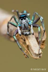 These Are The Most Exquisitely Weird Spiders You Will Ever See Spider Jumping Spider Arachnids Spiders