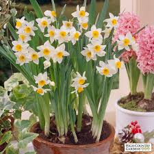 Chinese Sacred Lilies Paperwhites Indoor Daffodils Bulb Flowers Narcissus Garden Bulbs
