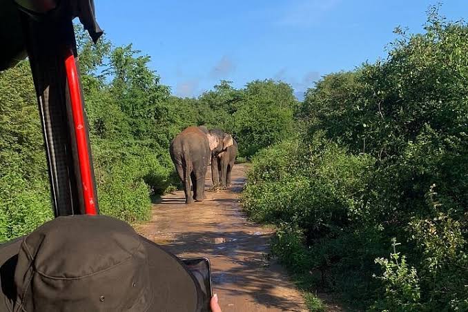 Udawalawa Elephant Orphanage - All You SHOULD Know Before Going 2026 (with Reviews)