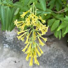 Image result for Cestrum parqui