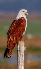Birds Of Prey Brahminy Kite Also Known As The Red Backed Sea Eagle Birds Of Prey Pet Birds World Birds