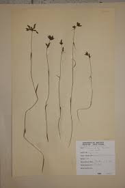 Image result for Fuirena stricta