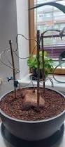 Image result for Dioscorea sylvatica