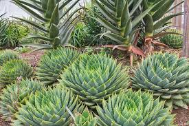 Image result for Aloe