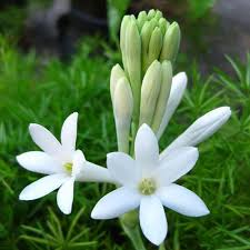 They are bright, desired, pleasantly smell. Tuberose Bulbs Rajnigandha At Rs 1 00 Piece à¤¤ à¤œ à¤« à¤² à¤« à¤° à¤¶ à¤« à¤² à¤µà¤° Bhargab Co Kolkata Id 15420212555
