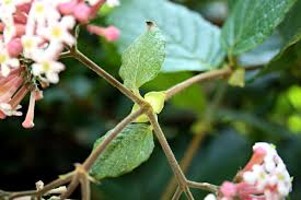 Image result for Rogiera amoena