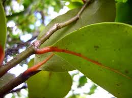 Image result for Olacaceae