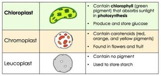 How did plants get chloroplasts? Processing Energy With Chloroplasts Plants Overview Expii