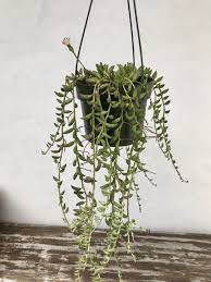 Pin On Succulents