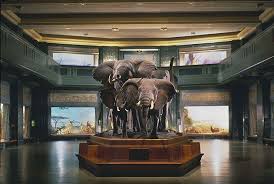 Five Must See Museums In New York City New York Museums Natural History Museum Nyc Museums In Nyc