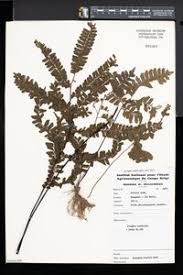 Image result for Adiantum vogelii