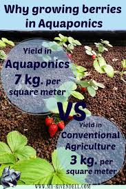 The Most Expensive Plants To Grow In Aquaponics For An Impressive Yield Aquaponics Aquaponics System Backyard Aquaponics