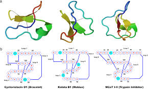 Image result for Cyclocotyla