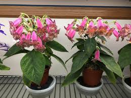 Image result for Kohleria