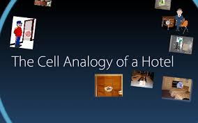 You have spent the last few weeks studying the structure of both plant and animal cells.you've start with an introductory paragraph where you establish and state your analogy. Cell Analogy Hotel By Jessica Nguyen
