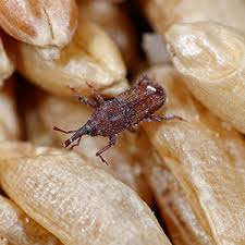 Es ist schwer käfer zu bekämpfen, von denen man nichts weiß. Kafer Im Haus Schadlinge Erkennen Und Schnell Wieder Loswerden