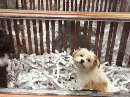 Puppy stores & puppies on sale. The Best Pet Stores In Nyc