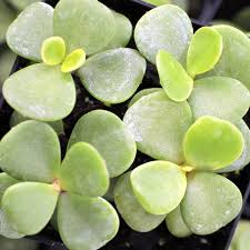 Image result for Portulaca centrali-africana