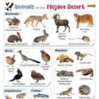 Animals That Live in the Mojave Desert - List, Facts, and ...