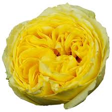 The rose is a type of flowering shrub. All Garden Roses Wedding Roses Garden Roses Direct