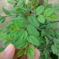 Seperti namanya, daun bidara berasal dari tanaman bidara yang cukup dikenal oleh banyak orang. Daun Bidara Arab Sidr Asli 100lbr Shopee Indonesia