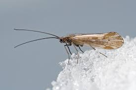 Image result for Lijndenia sp. cf barteri