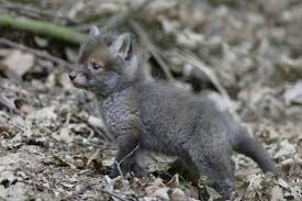 Red Fox Kit By Hans Jorg Hellwig When Young Kits Are Gray Which Helps Camouflage Them In Underbrush From Predators Hayvan Bebekler Kizil Tilki Hayvan