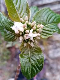 Image result for Triainolepis