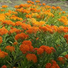 Image result for Asclepias albens