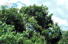 Image result for Ficus ingens