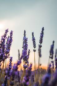 Une Maison Qui Sent Bon C Est Mieux In 2020 Outdoor Lavender Fields Purple Roses