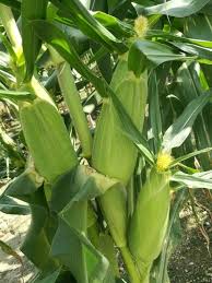 Jagung salah satu komediti pertanian biasa dikonsumsi sebagai makanan pokok sayuran atau makanan ringan. Detail Gambar Baja Pokok Jagung 13 Dalam 1 1 000 Grm Shopee Malaysia