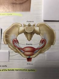 File:internal organs.svg is a vector version of this file. Internal Organs Of Female Reproductive System Diagram Quizlet