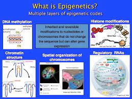 Autismepigenetics Org Epigenetics Dna Methylation Methylation