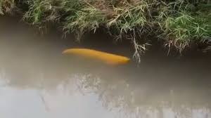 We did not find results for: Viral Ikan Bernilai Puluhan Juta Berenang Bebas Di Selokan Kumparan Com