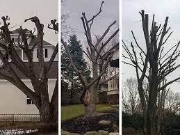 Read This Before Hiring A Tree Trimmer To Save Your Trees Pretty Purple Door