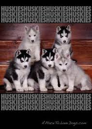 They are similar to other arctic, husky, and spitz breeds such as the greenland dog, canadian eskimo dog, the siberian husky. 37 Ide Anjing Husky Anjing Husky Anjing Siberian Husky