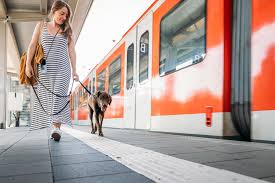 « vorheriges bild nächstes bild » download ohne wasserzeichen format: Wenn S Zamperl Mit Der S Bahn Fahrt S Bahn Munchen