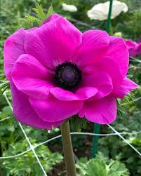 Anemone Mistral Fucsia Anemone Anemone Flower Beautiful Pink Flowers