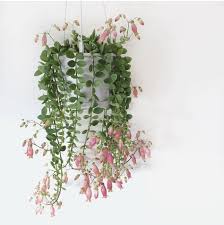 Maternity Arlene Tunic Top Inside Plants Plants House Plants